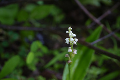 Peristylus lawii